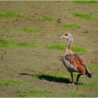 Nilgans