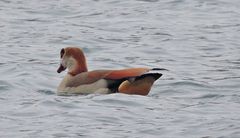 Nilgans