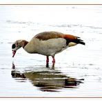 Nilgans