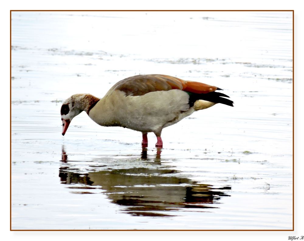 Nilgans