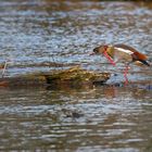 Nilgans