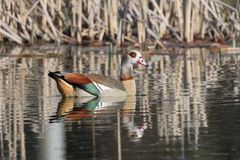 Nilgans