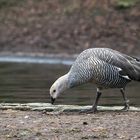 Nilgans