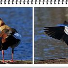 Nilgans...