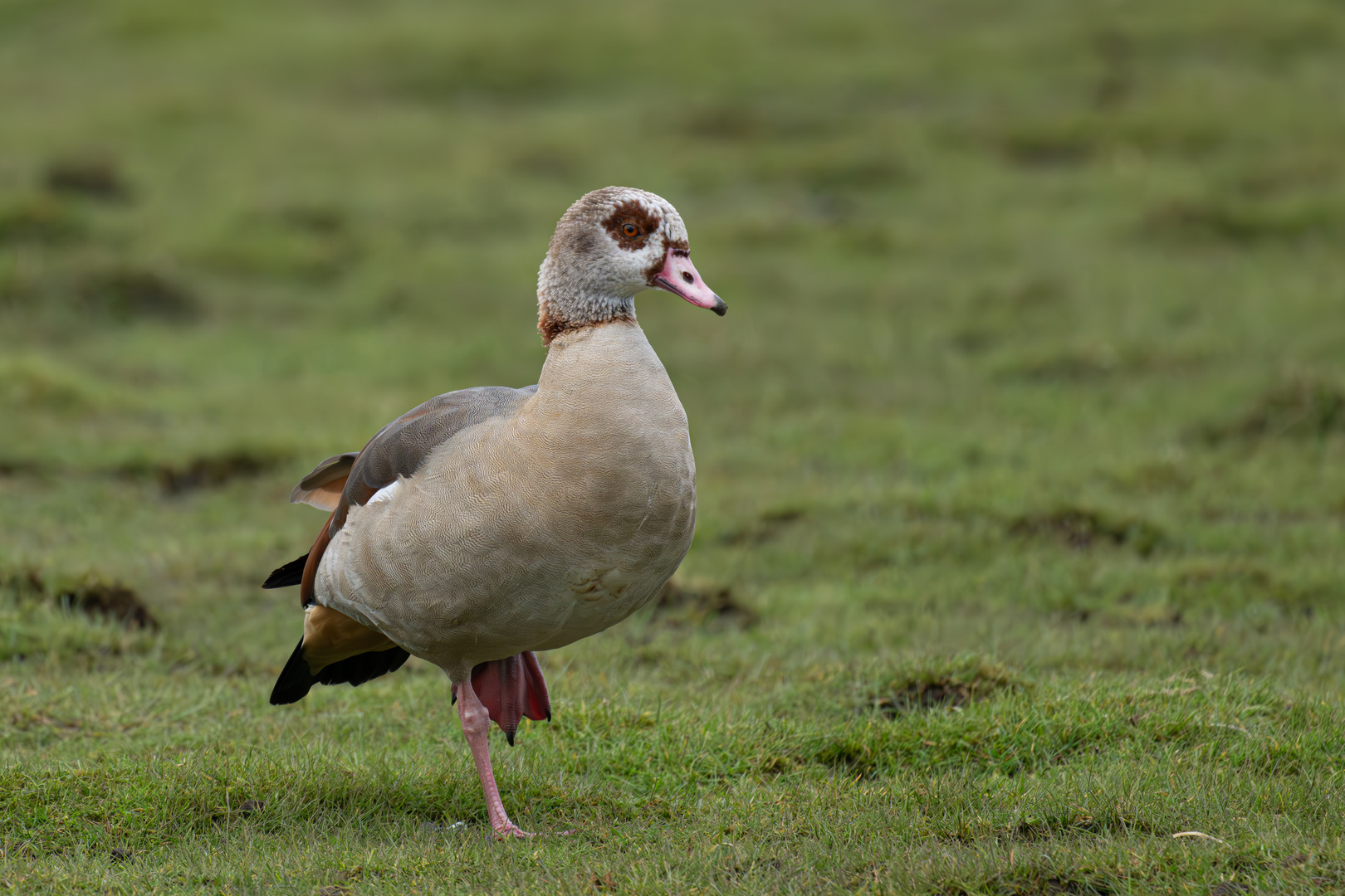 Nilgans