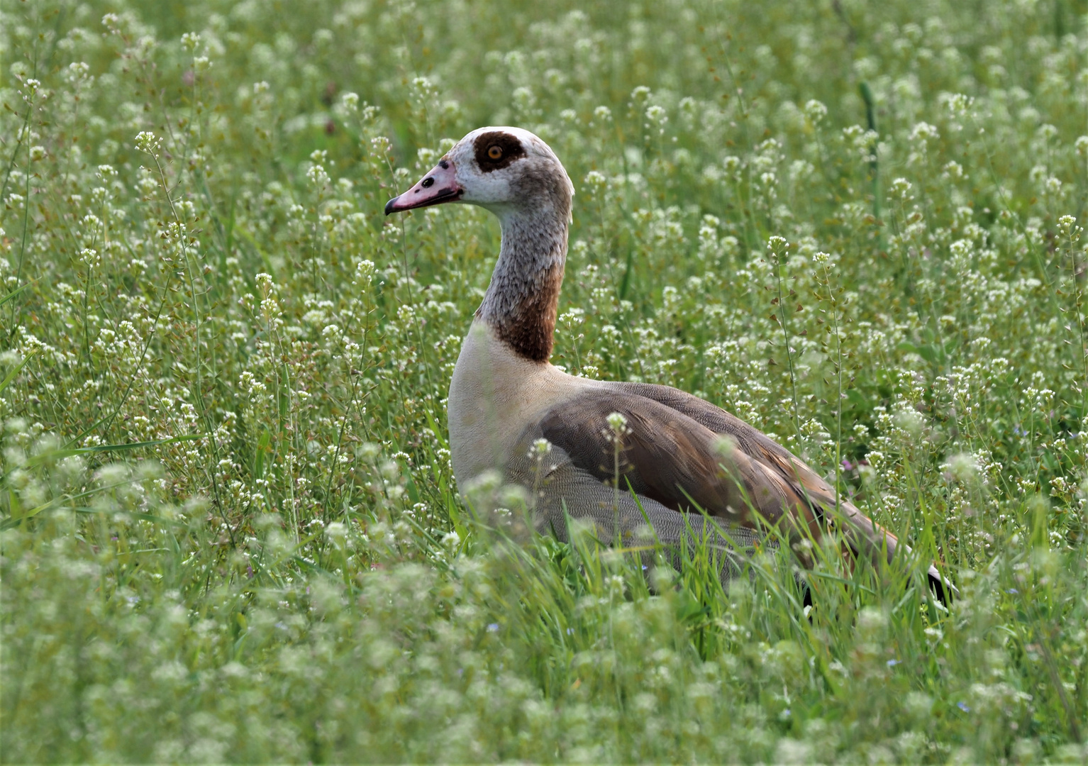 Nilgans