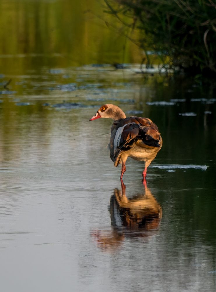 Nilgans