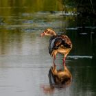 Nilgans