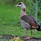 Nilgans