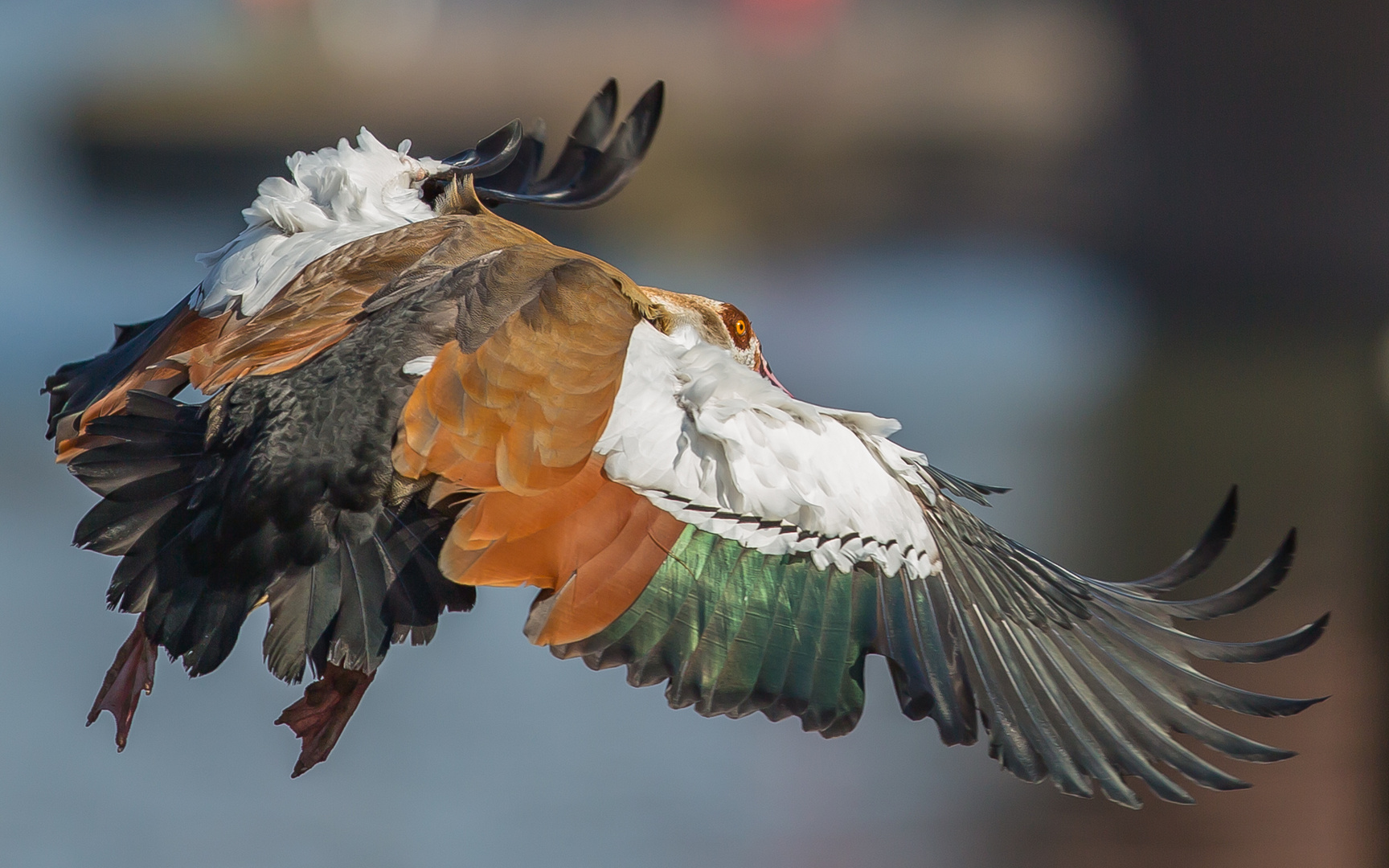 Nilgans