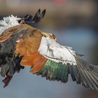 Nilgans