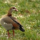 Nilgans