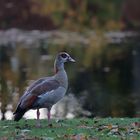 Nilgans, abends........