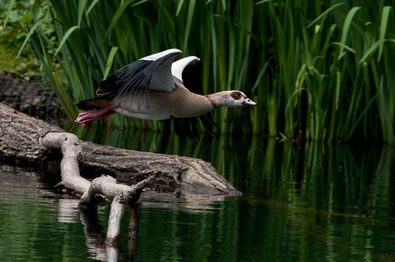 Nilgans Abflug....