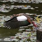 Nilgans abflug