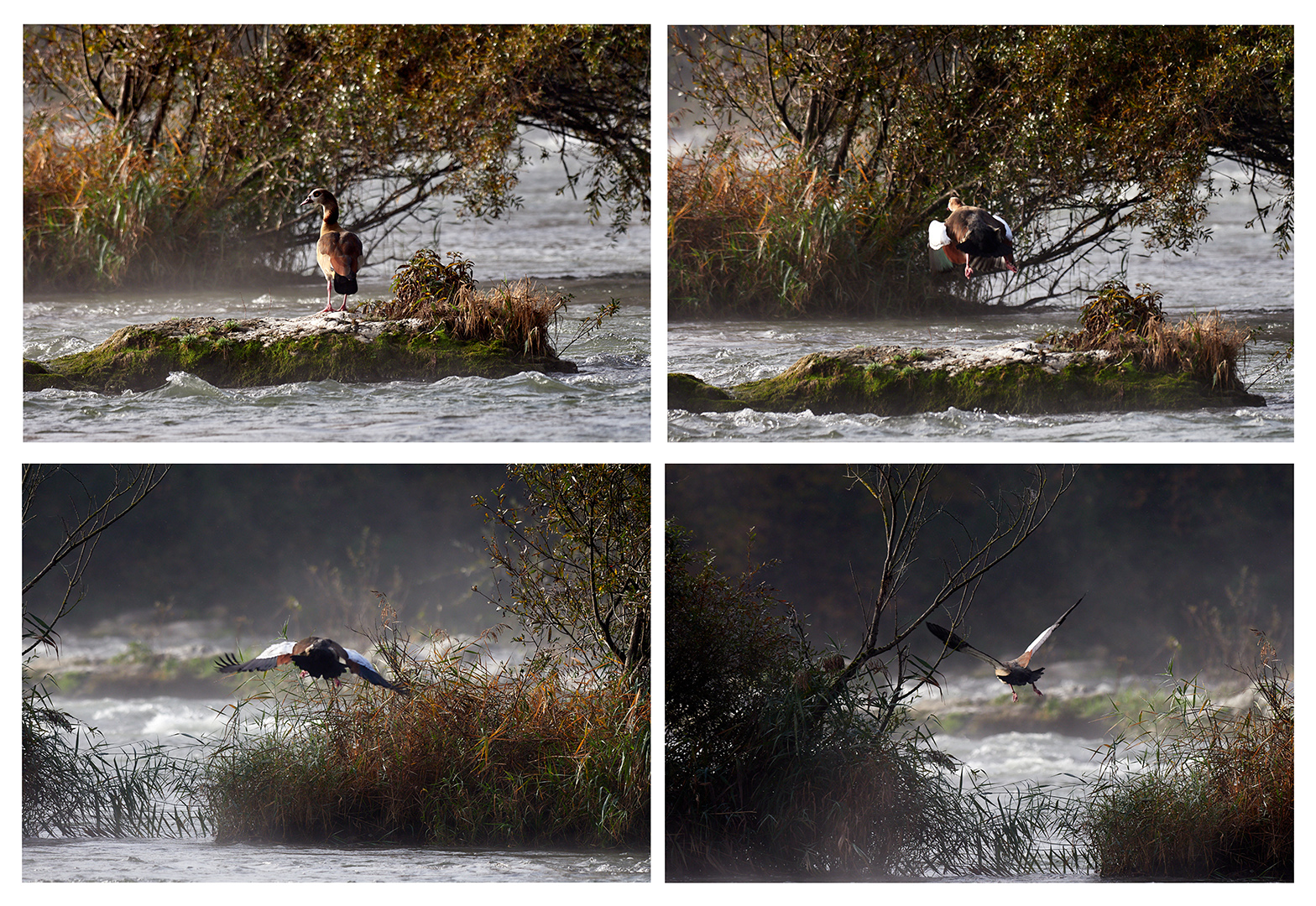 Nilgans Abflug