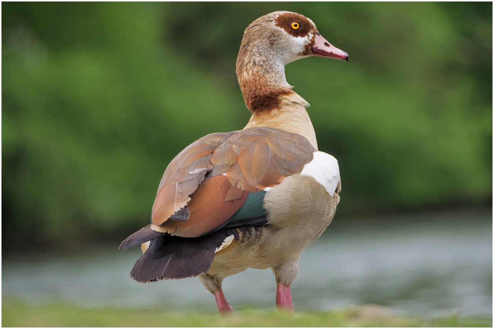 Nilgans