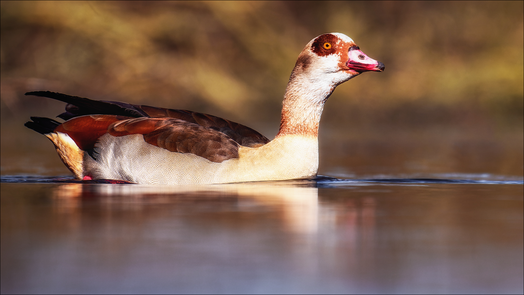 Nilgans