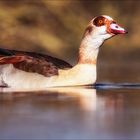 Nilgans