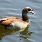 Nilgans