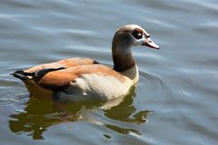 Nilgans