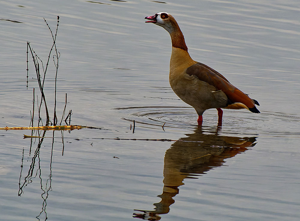 NILGANS