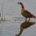 NILGANS