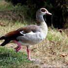 Nilgans,