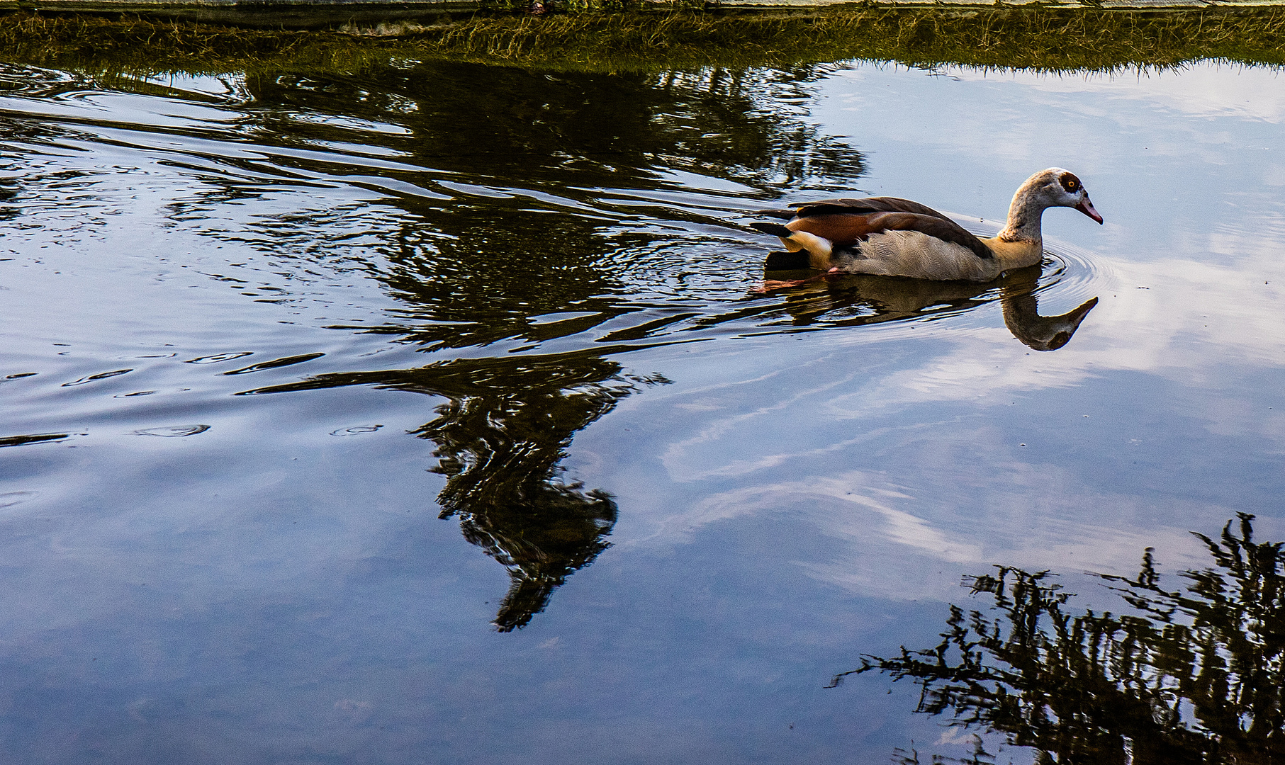 Nilgans allein im großen Park