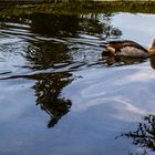 Nilgans allein im großen Park