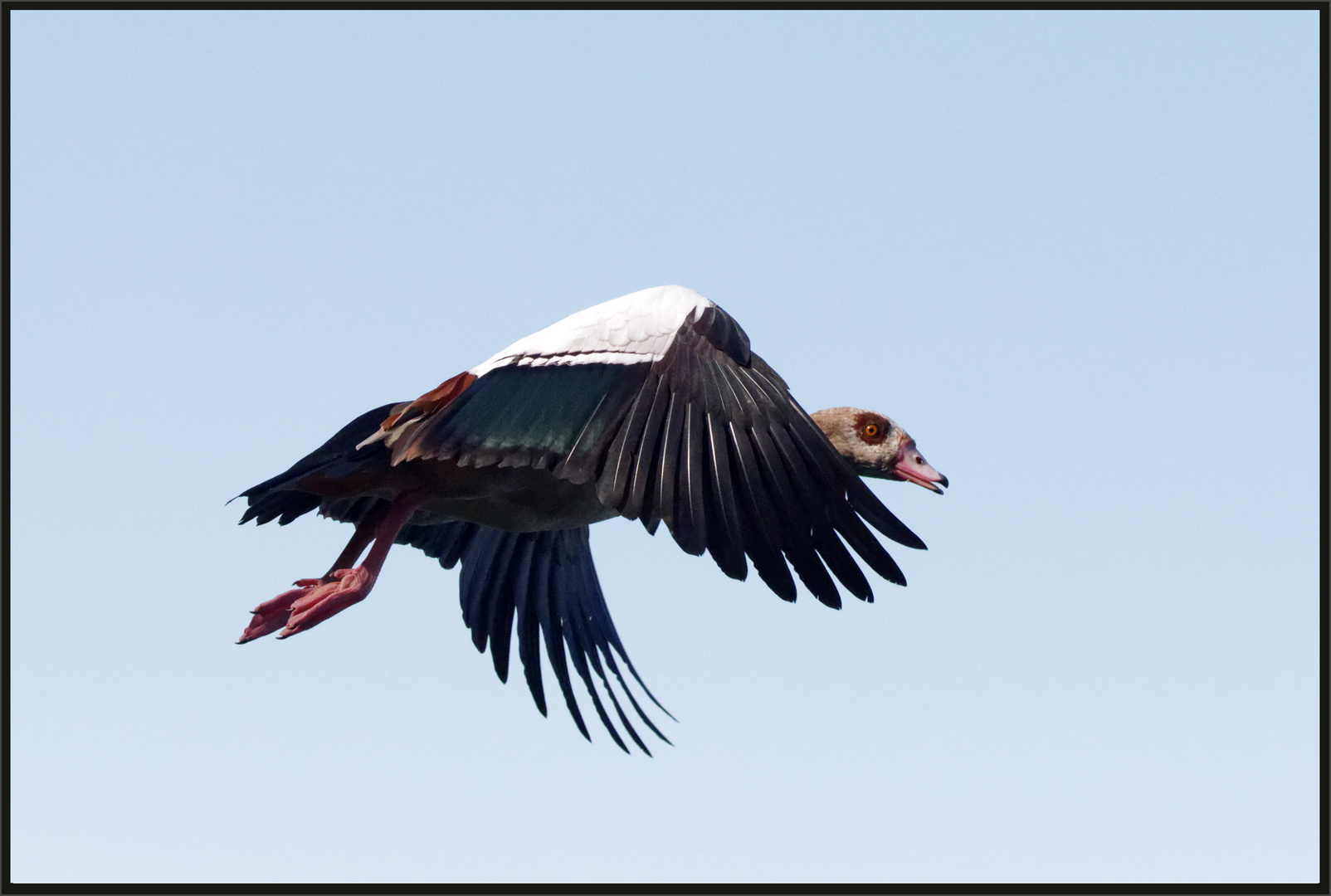 Nilgans (Alopochen aegyptiaca)