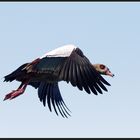 Nilgans (Alopochen aegyptiaca)