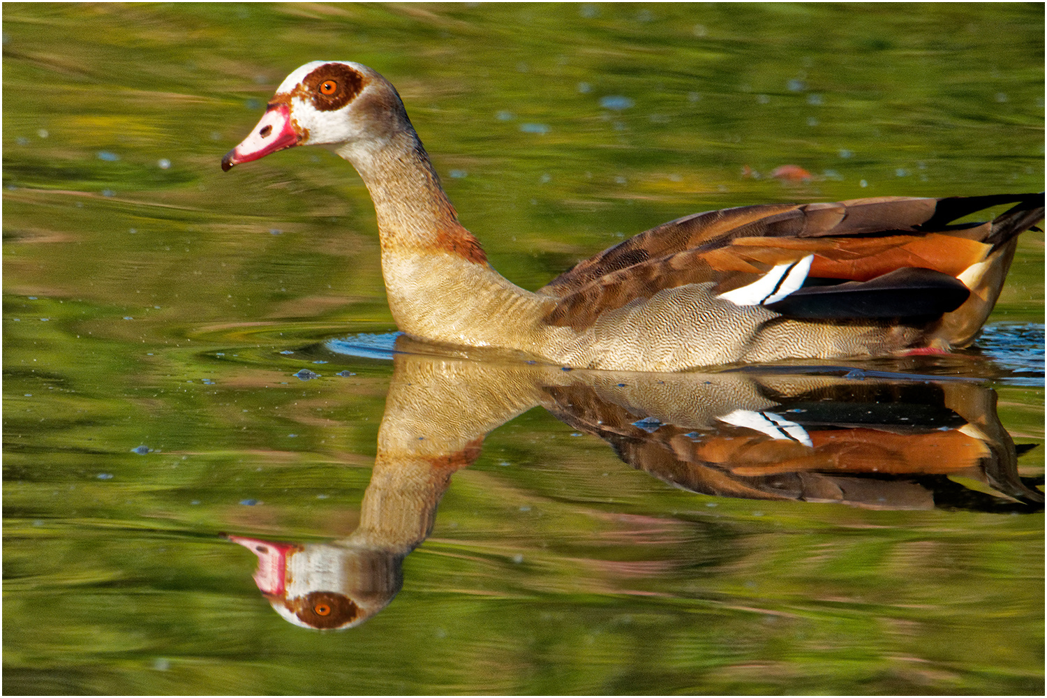 Nilgans (Alopochen aegyptiaca)