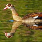 Nilgans (Alopochen aegyptiaca)