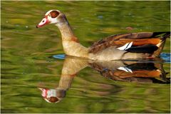 Nilgans (Alopochen aegyptiaca)