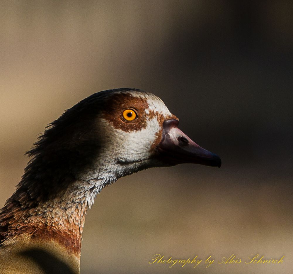 Nilgans - Alopochen aegyptiaca