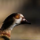 Nilgans - Alopochen aegyptiaca