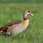 NILGANS (Alopochen aegyptiaca)