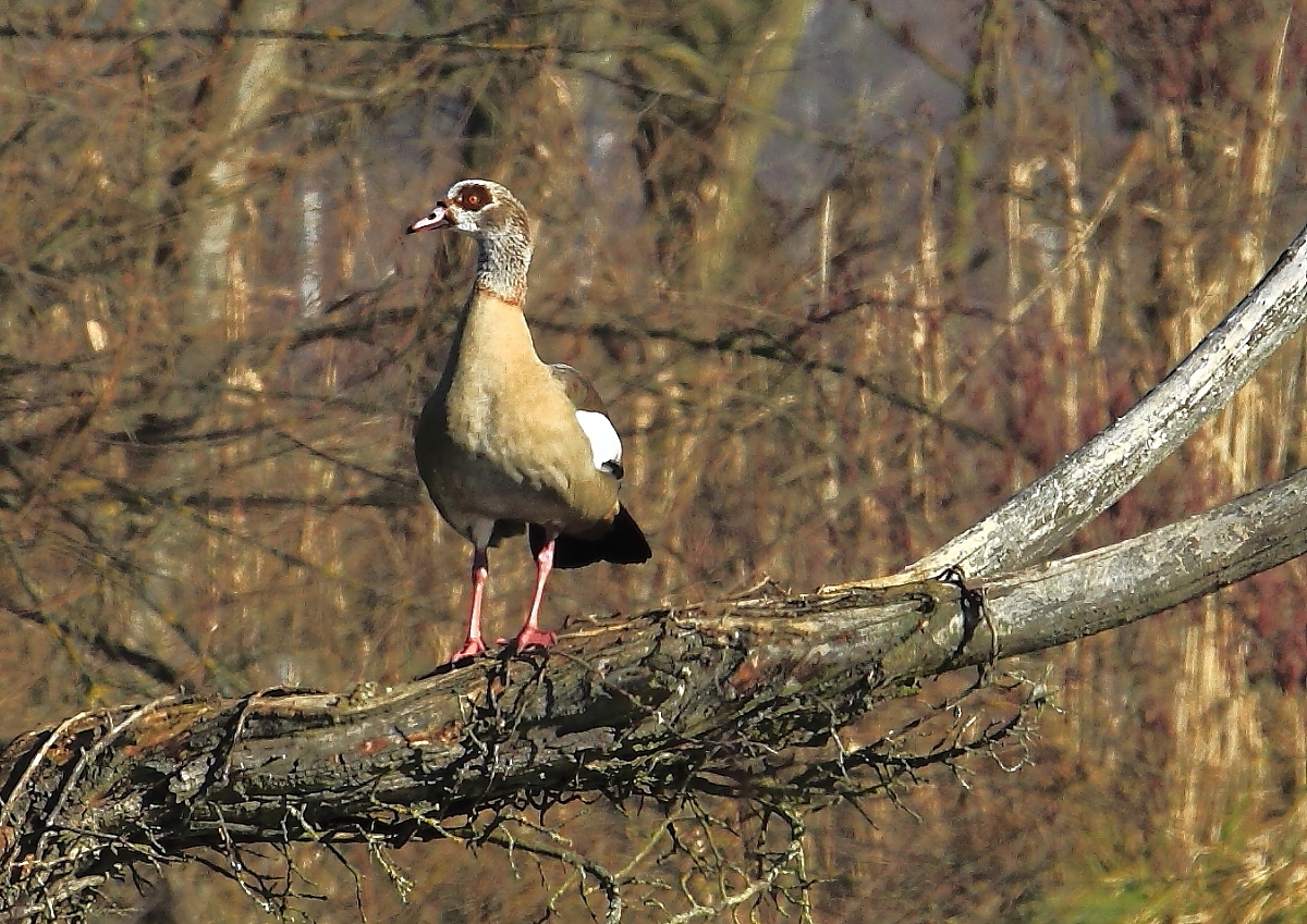 Nilgans (Alopochen aegyptiaca) 