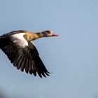 Nilgans [Alopochen aegyptiaca]