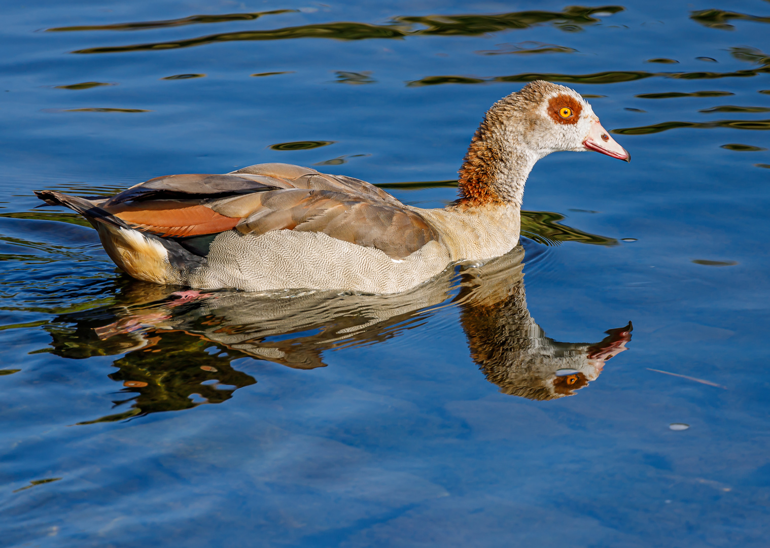 Nilgans (Alopochen aegyptiaca)