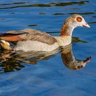 Nilgans (Alopochen aegyptiaca)