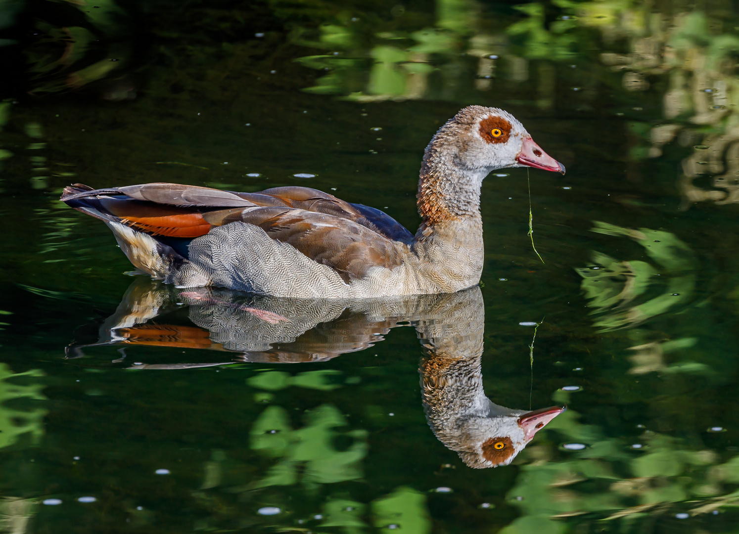 Nilgans (Alopochen aegyptiaca)