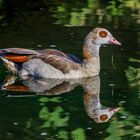 Nilgans (Alopochen aegyptiaca)