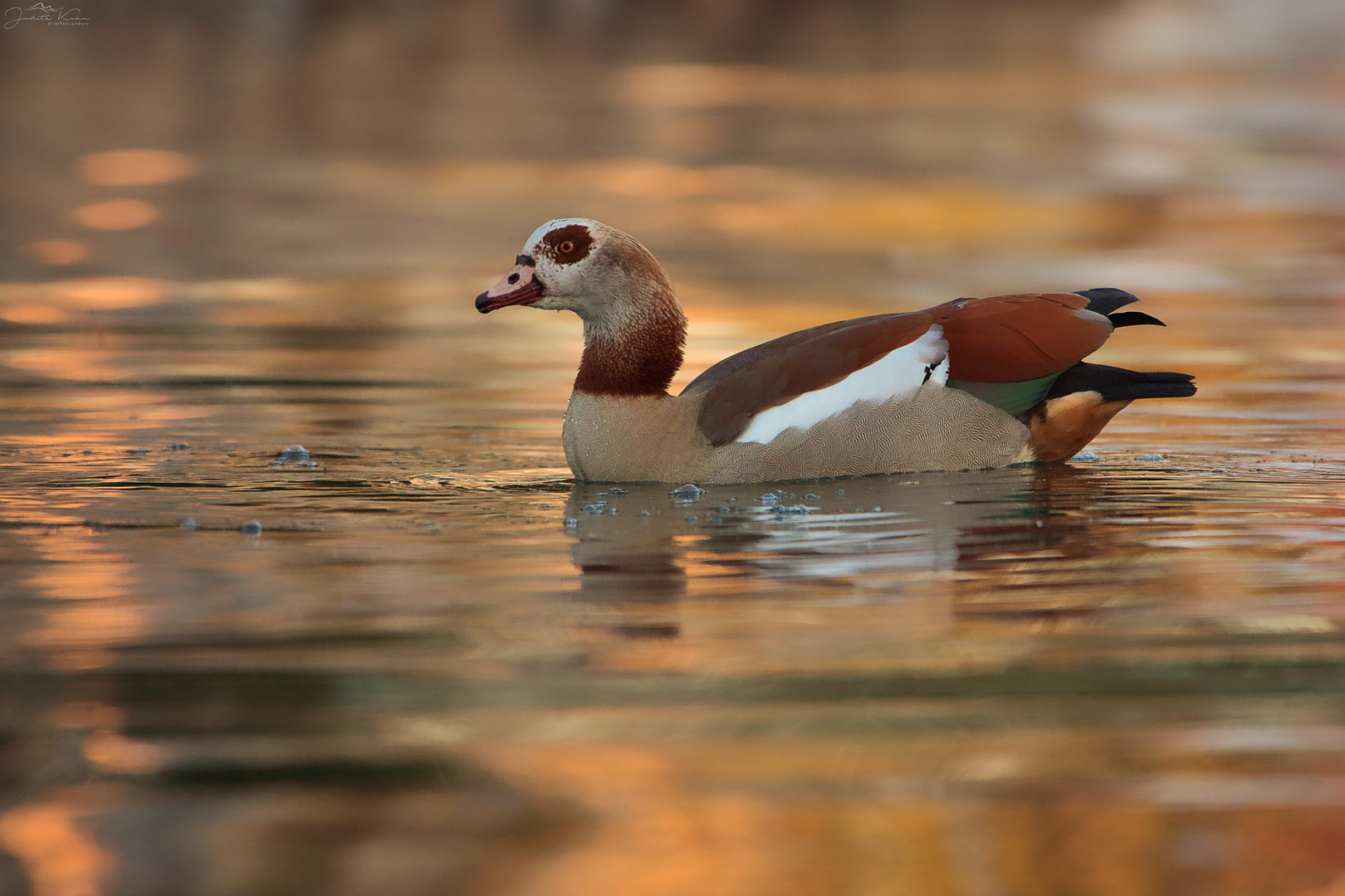 Nilgans (alopochen aegyptiaca)