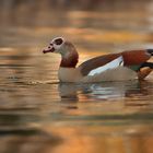 Nilgans (alopochen aegyptiaca)