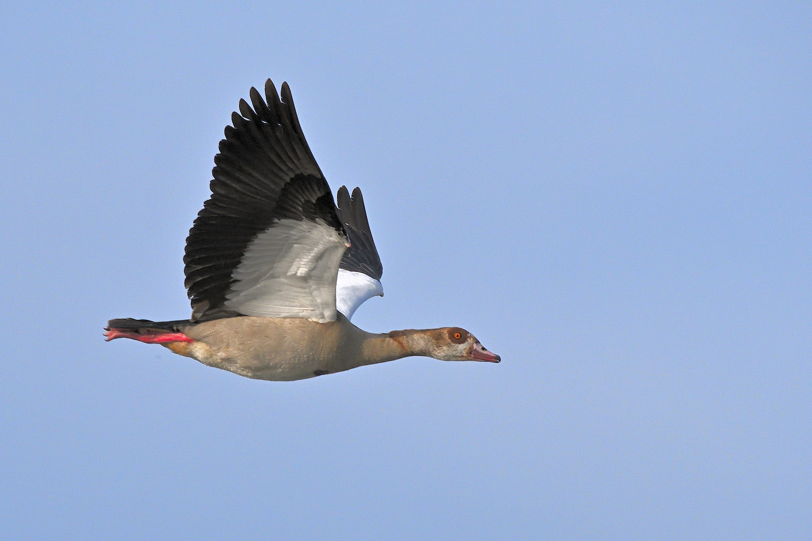 Nilgans (Alopochen aegyptiaca)