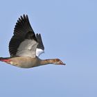 Nilgans (Alopochen aegyptiaca)