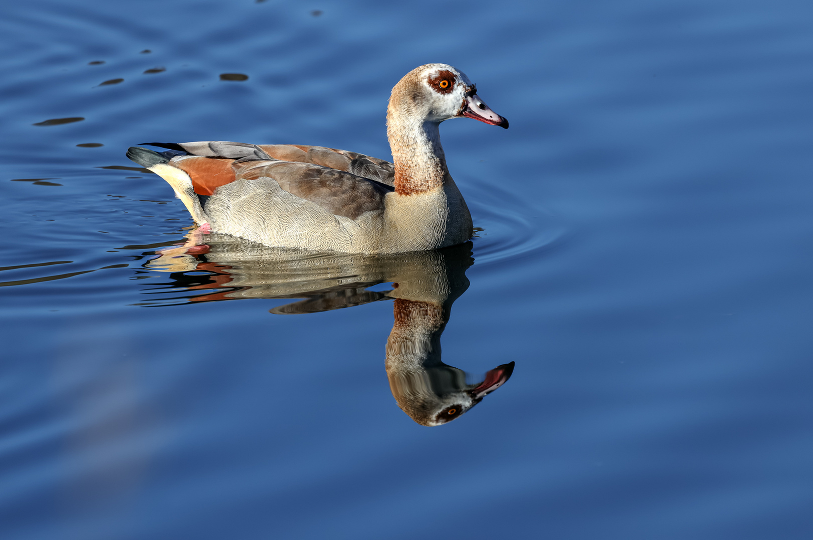 Nilgans (Alopochen aegyptiaca)