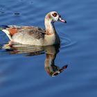 Nilgans (Alopochen aegyptiaca)